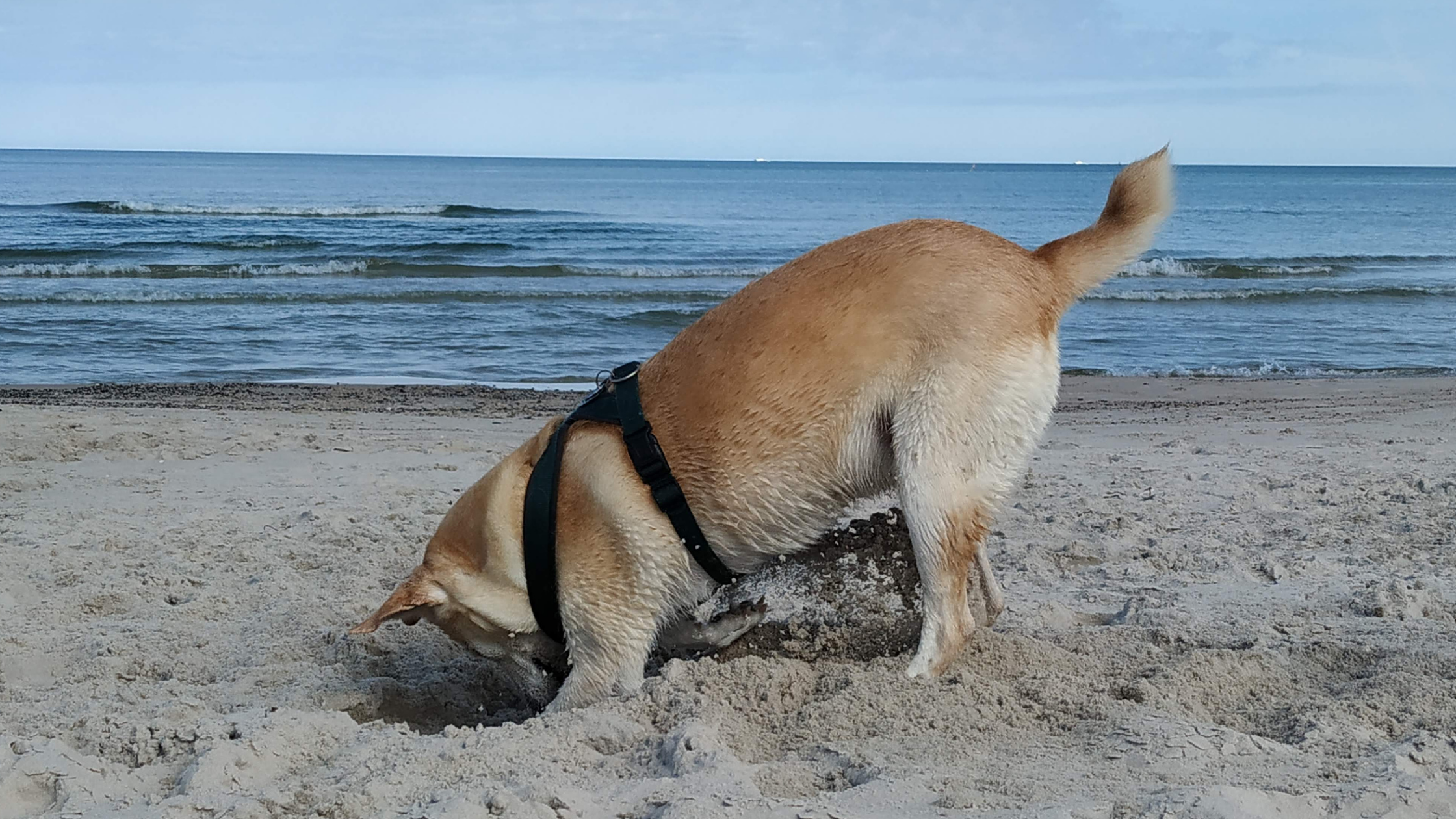 Dobrostan Cziki